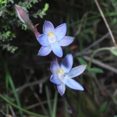 Thelymitra sp. (A Sun Orchid) at Tinderry, NSW - 17 Dec 2021 by Harrisi