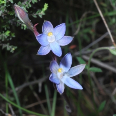Thelymitra (genus) (sun orchids) at Tinderry, NSW - 18 Dec 2021 by Harrisi