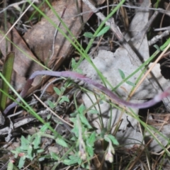 Thelymitra sp. at Tinderry, NSW - suppressed