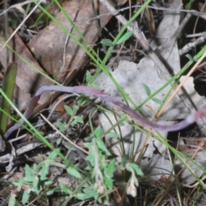 Thelymitra sp. at Tinderry, NSW - suppressed