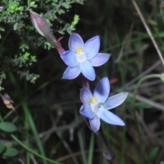 Thelymitra sp. at Tinderry, NSW - suppressed