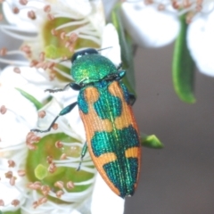 Castiarina hilaris (A jewel beetle) at Tennent, ACT - 18 Dec 2021 by Harrisi