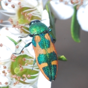 Castiarina hilaris at Tennent, ACT - 18 Dec 2021 11:35 AM