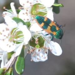 Castiarina hilaris at Tennent, ACT - 18 Dec 2021 11:35 AM