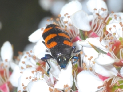 Castiarina thomsoni (A jewel beetle) at Tinderry, NSW - 18 Dec 2021 by Harrisi