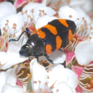 Castiarina thomsoni at Tinderry, NSW - suppressed
