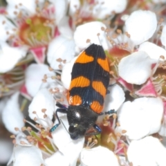 Castiarina thomsoni at Tinderry, NSW - suppressed