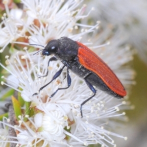 Castiarina erythroptera at Jerrabomberra, ACT - 18 Dec 2021