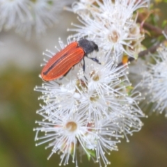 Castiarina erythroptera at Jerrabomberra, ACT - 18 Dec 2021