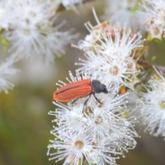 Castiarina erythroptera at Jerrabomberra, ACT - 18 Dec 2021