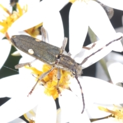 Pempsamacra pygmaea (Longhorn beetle) at Uriarra Village, ACT - 16 Dec 2021 by Harrisi