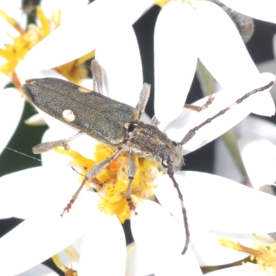 Pempsamacra pygmaea (Longhorn beetle) at Uriarra Village, ACT - 16 Dec 2021 by Harrisi