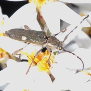 Pempsamacra pygmaea at Uriarra Village, ACT - 16 Dec 2021