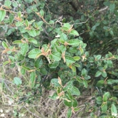 Pomaderris paniculosa subsp. paralia (Coast Pomaderris) at Ventnor, VIC - 15 Dec 2021 by Tapirlord