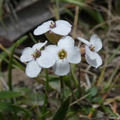 Drabastrum alpestre (Mountain Cress) at Bolaro, NSW - 13 Dec 2021 by DavidMcKay