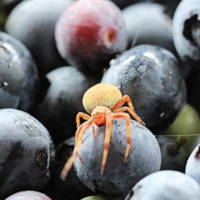 Thomisidae (family) (Unidentified Crab spider or Flower spider) at Pambula Beach, NSW - 18 Dec 2021 by KylieWaldon