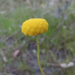 Craspedia variabilis (Common Billy Buttons) at Conder, ACT - 20 Oct 2021 by michaelb