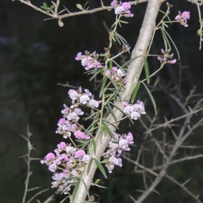 Glycine clandestina (Twining Glycine) at Rob Roy Range - 20 Oct 2021 by MichaelBedingfield