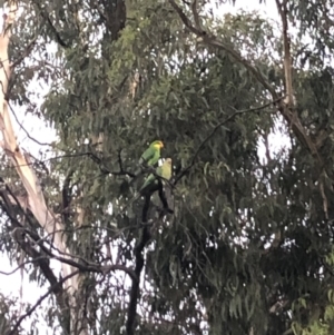 Polytelis swainsonii at Belconnen, ACT - suppressed