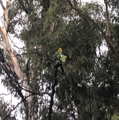 Polytelis swainsonii at Belconnen, ACT - suppressed