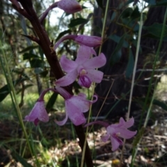 Dipodium roseum (Rosy Hyacinth Orchid) at Queanbeyan West, NSW - 18 Dec 2021 by Paul4K