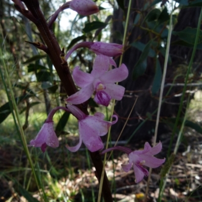Dipodium roseum (Rosy Hyacinth Orchid) at Queanbeyan West, NSW - 19 Dec 2021 by Paul4K
