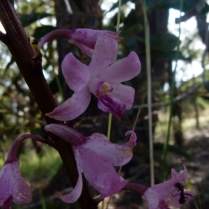 Dipodium roseum at Queanbeyan West, NSW - 19 Dec 2021