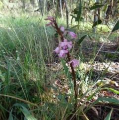 Dipodium roseum at Queanbeyan West, NSW - 19 Dec 2021