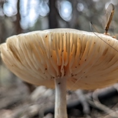 Unidentified Cap on a stem; gills below cap [mushrooms or mushroom-like] at Hackett, ACT - 19 Dec 2021 by sbittinger