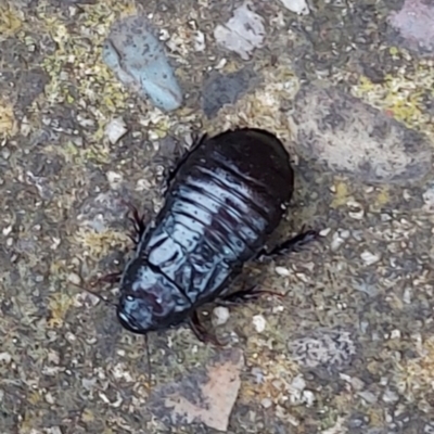 Panesthia australis (Common wood cockroach) at Kambah, ACT - 18 Dec 2021 by GirtsO