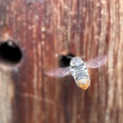 Megachile sp. (several subgenera) (Resin Bees) at Yarralumla, ACT - 18 Dec 2021 by PeterA