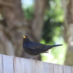 Turdus merula (Eurasian Blackbird) at Kaleen, ACT - 17 Dec 2021 by Tammy