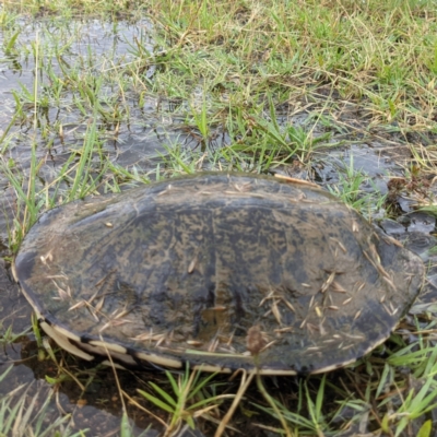 Chelodina longicollis (Eastern Long-necked Turtle) at Kambah, ACT - 19 Dec 2021 by HelenCross