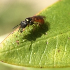 Lasioglossum (Homalictus) punctatum (A halictid bee) at Broulee, NSW - 30 Oct 2020 by PeterA