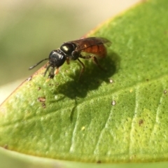 Lasioglossum (Homalictus) punctatus (A halictid bee) at Broulee, NSW - 30 Oct 2020 by PeterA