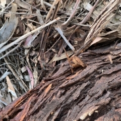 Ichneumonidae (family) at Murrumbateman, NSW - 7 Dec 2021