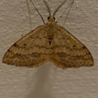 Scopula rubraria (Reddish Wave, Plantain Moth) at Jerrabomberra, NSW - 19 Dec 2021 by Steve_Bok