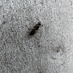 Stratiomyidae (family) (Soldier fly) at Murrumbateman, NSW - 7 Dec 2021 by SimoneC