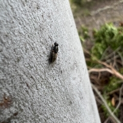 Stratiomyidae (family) at Murrumbateman, NSW - 7 Dec 2021