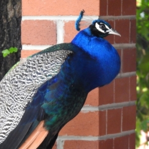 Pavo cristatus at Narrabundah, ACT - 19 Dec 2021