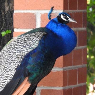 Pavo cristatus (Indian Peafowl) at Narrabundah, ACT - 19 Dec 2021 by RodDeb