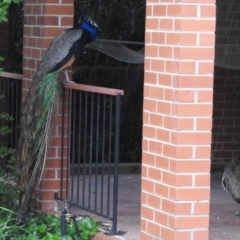 Pavo cristatus at Narrabundah, ACT - 19 Dec 2021