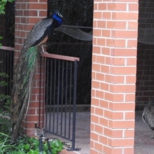 Pavo cristatus at Narrabundah, ACT - 19 Dec 2021