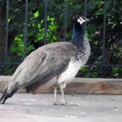 Pavo cristatus at Narrabundah, ACT - 19 Dec 2021