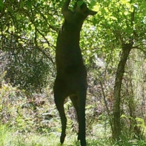 Notamacropus rufogriseus at Mongarlowe, NSW - suppressed