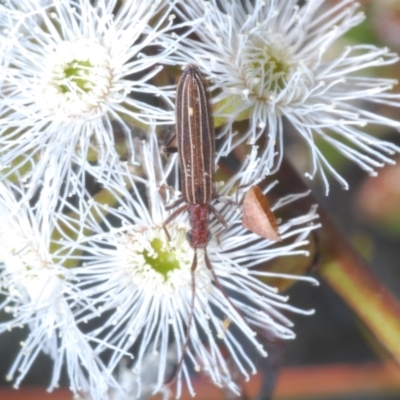 Syllitus sp. (genus) (Syllitus longhorn beetle) at Mount Jerrabomberra QP - 15 Dec 2021 by Harrisi