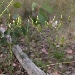 Senecio quadridentatus (Cotton Fireweed) at Aranda Bushland - 18 Dec 2021 by drakes