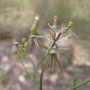 Senecio quadridentatus at Cook, ACT - 18 Dec 2021 07:58 AM