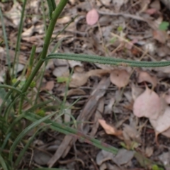 Senecio quadridentatus at Cook, ACT - 18 Dec 2021 07:58 AM