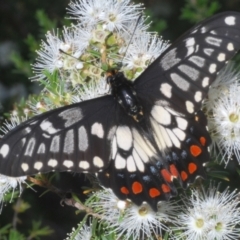 Papilio anactus (Dainty Swallowtail) at Mount Jerrabomberra QP - 17 Dec 2021 by Harrisi